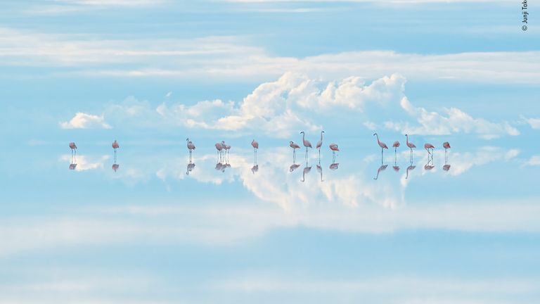 Heavenly flamingos by Junji Takasago, Japan - Winner, Natural Artistry