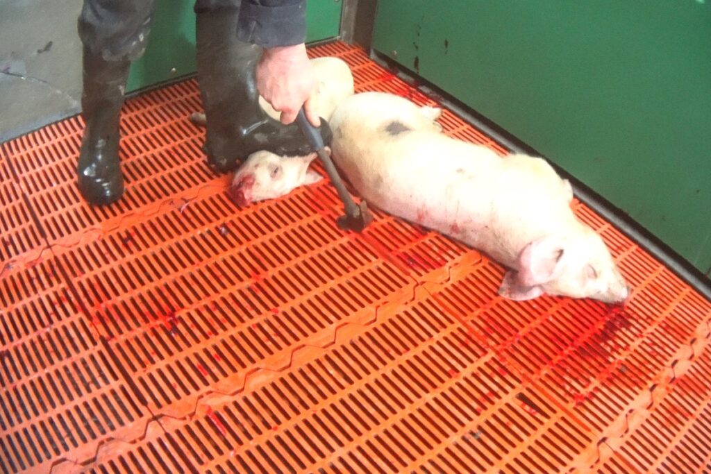 Leg,Snout,Flooring,Event,farmed animal