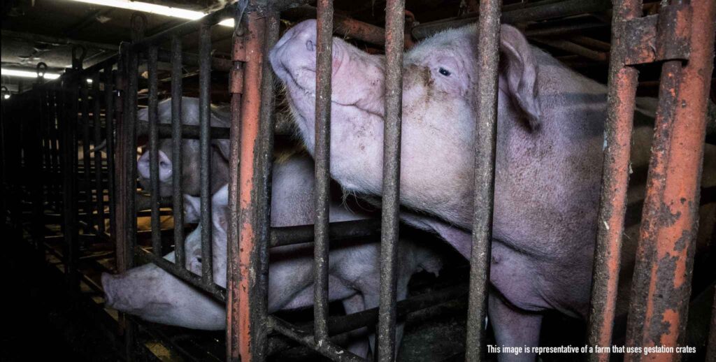 mother pig in gestation crate