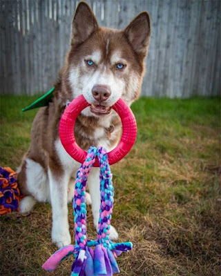A double tug toy (two loops) in the mouth of a red husky dog