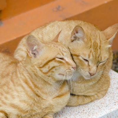 Two ginger cats cuddled up together, heads and bodies touching