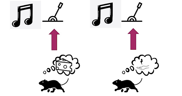 The optimistic rat thinks they will get cheese, while the pessimistic one does not, when they hear the ambiguous tone