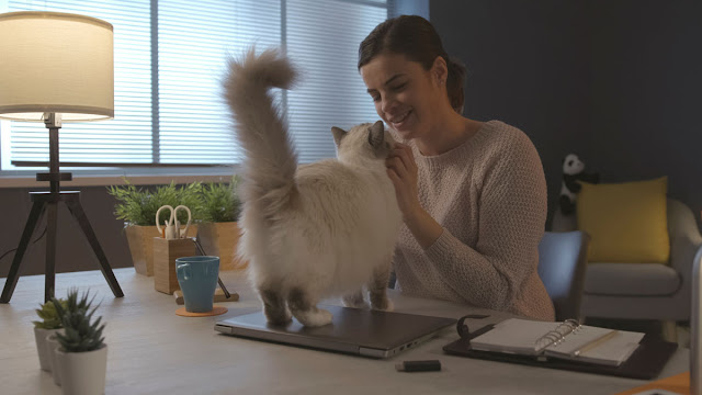 A fluffy white cat with its tail up is petted around the head by a young woman