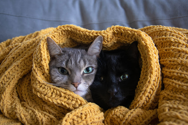 A black cat and a grey tabby are cuddled together under a yellow blanket, both peering out, heads together