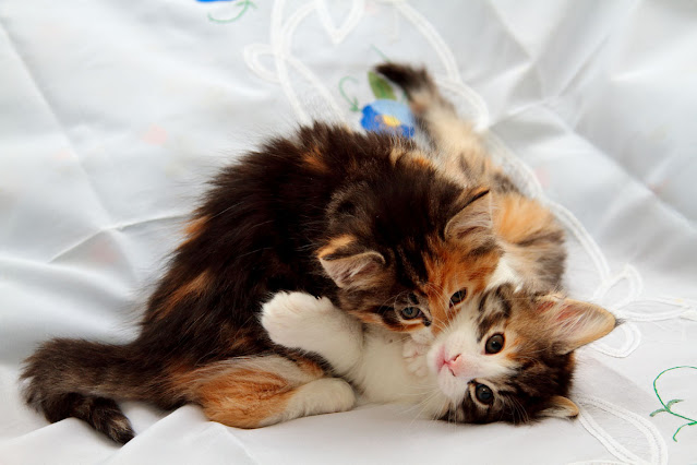 Two Norwegian Forest Cat kittens wrestle in play