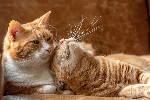 Two ginger cats lie next to each other, touching. One cat is rubbing their head on the other.