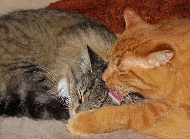 One cat is licking the top of the other cat's head to groom them, a sign of friendship