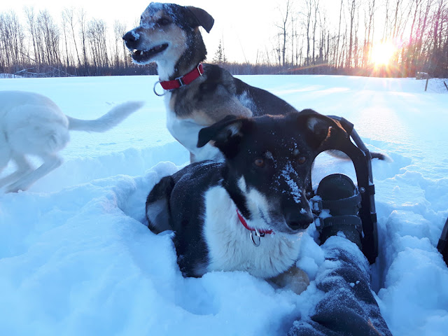 Mischa the sled dog in the snow with other dogs. Kristi's foot in a snow shoe is visible, sticking out on the ground, and Mischa is looking to see if she is okay after falling