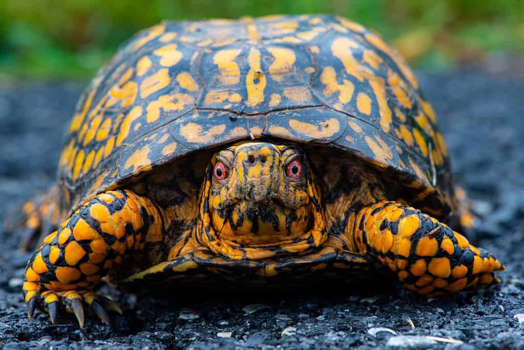 north american box turtle