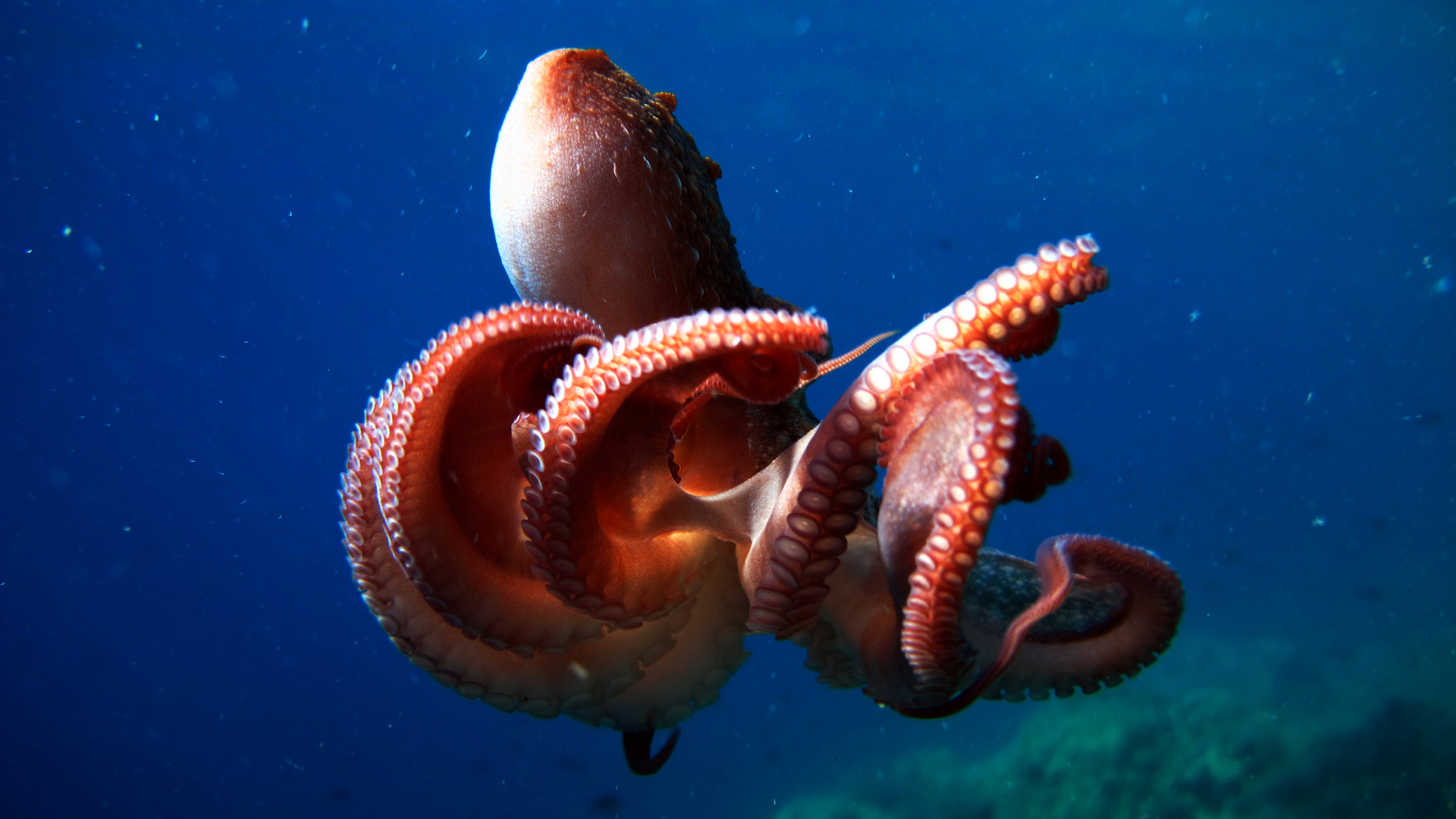 A photograph of an octopus in the ocean