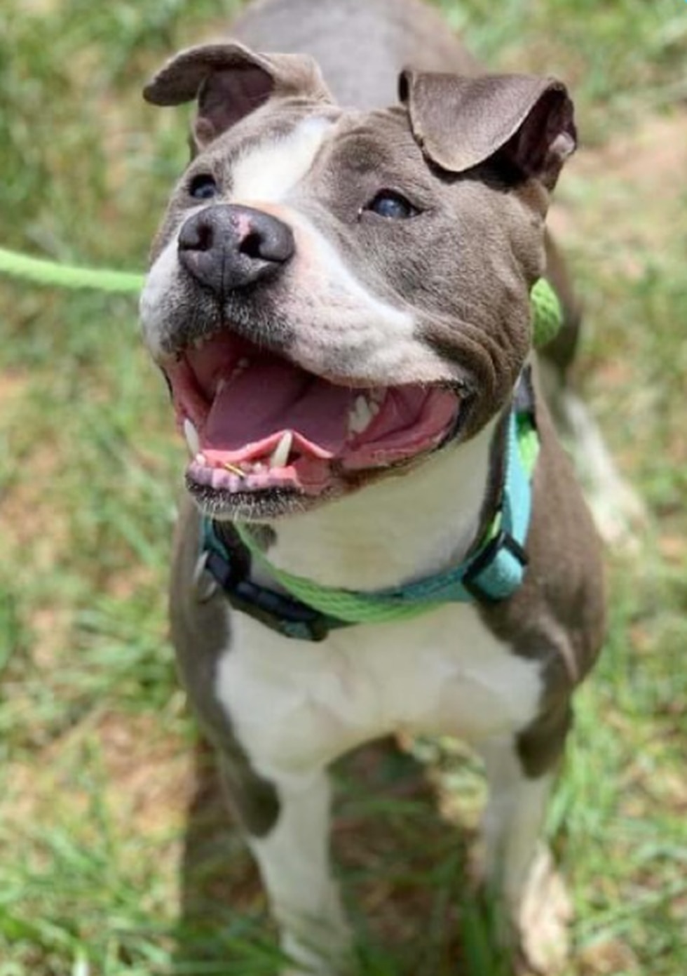 Beatrice: 3-year-old bulldog mix
