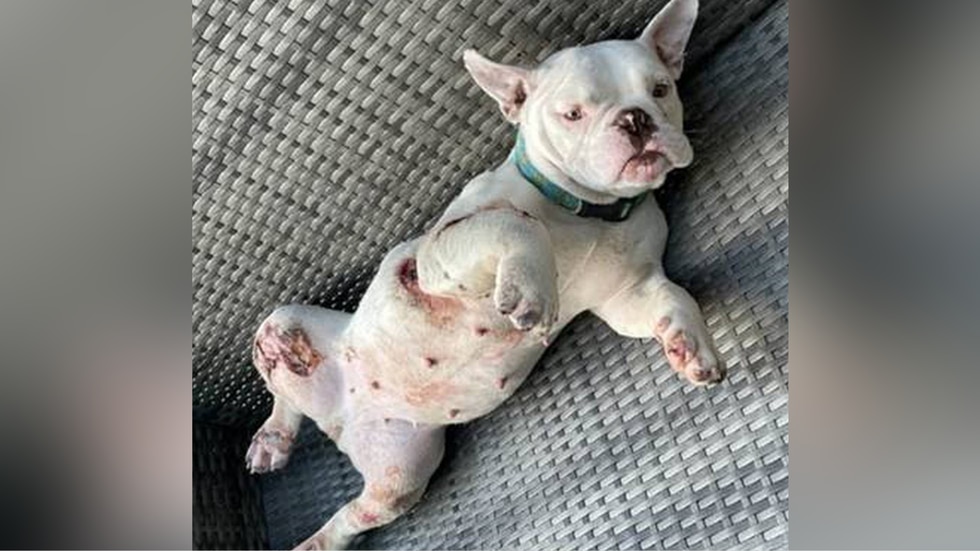 Authorities in Florida say a Fench bulldog suffered injures after it was dragged by a truck.