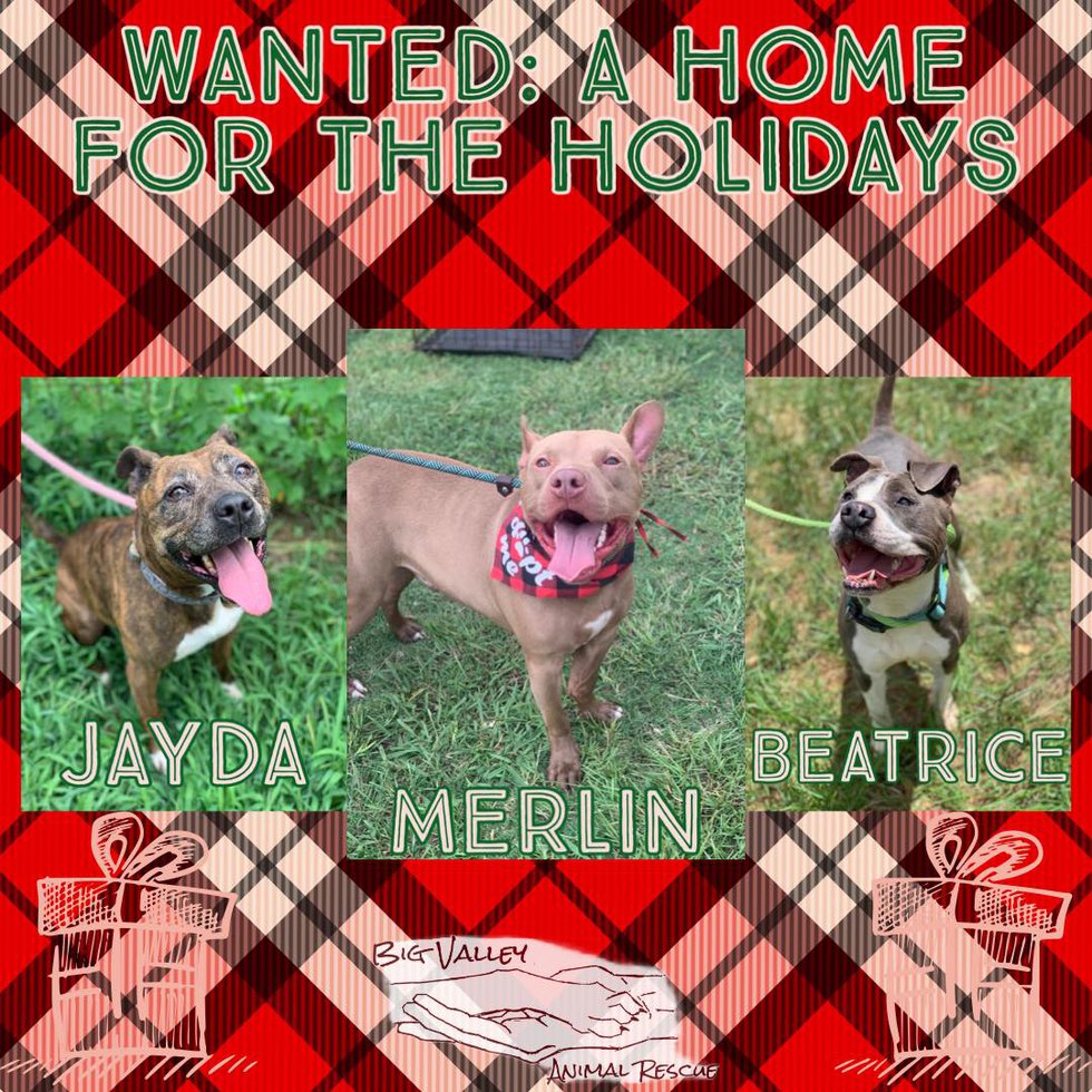 Furry friends that need a home for the holidays.