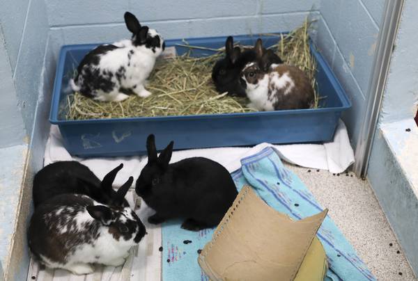 The DuPage County Animal Services shelter in Wheaton is at the mercy of public when it comes to the number and type of animals that get dropped off. In May 2021, they rescued 39 rabbits, which made for tight quarters.
