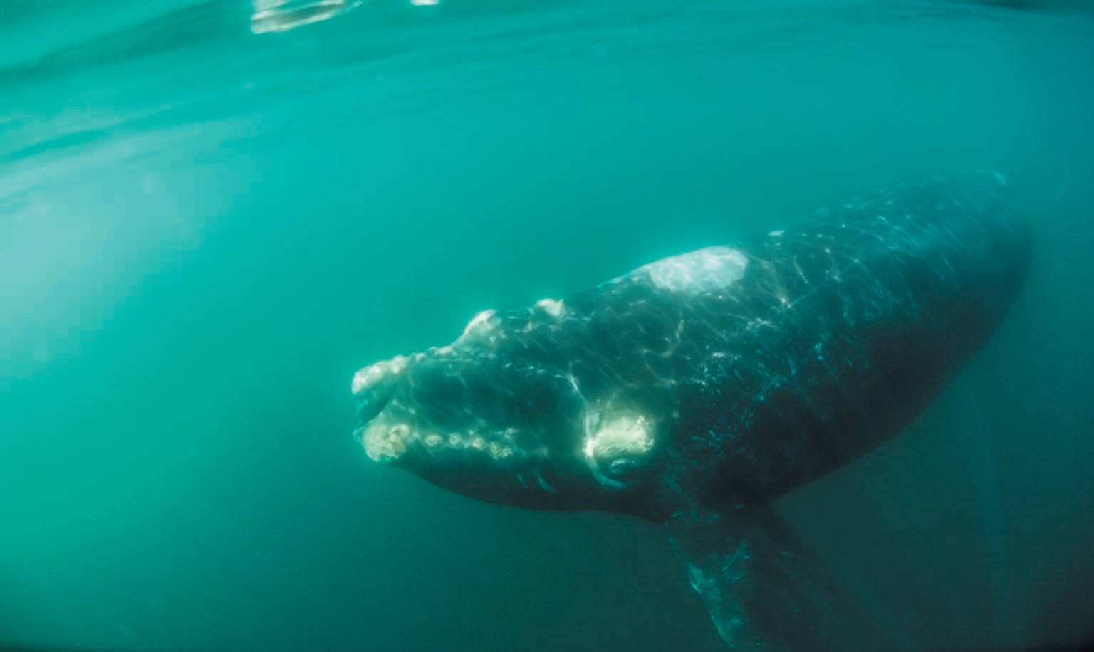 Whale underwater.