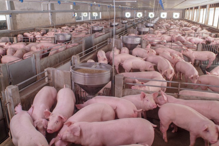 pork producers