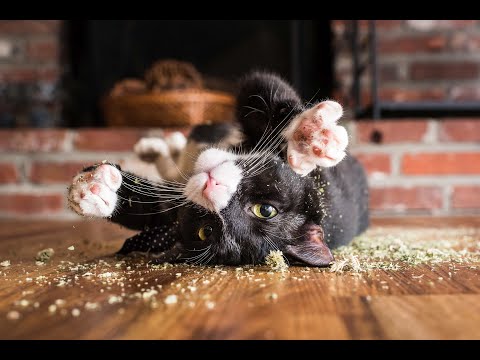 How plants make cats happy @AAFP annual conference 2022