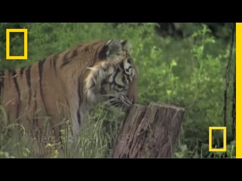 Big Cats Wild for Calvin Klein Cologne? | National Geographic
