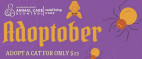Adoptober at Castaic Animal Care Center, Cats $13 Until Oct. 31