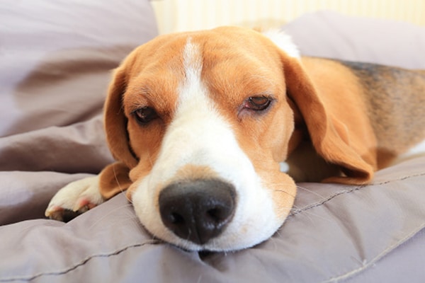 Are These Thanksgiving Foods Safe for Dogs?