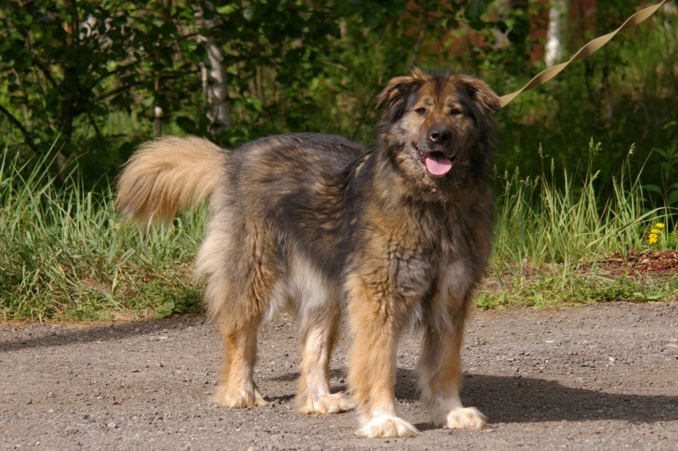 poodle german shepherd mix