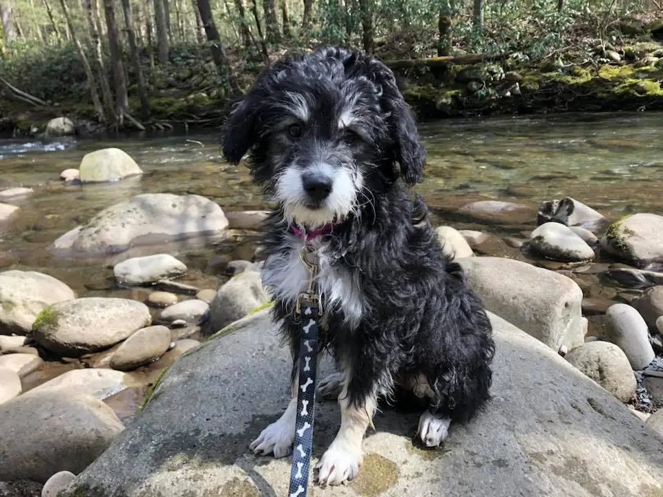 poodle german shepherd mix