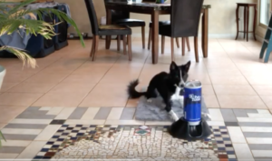Dog Door Manners in 3 Easy Steps