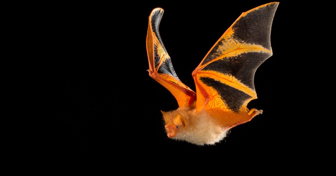 I Spy Animals: Creatures Perfect for Halloween