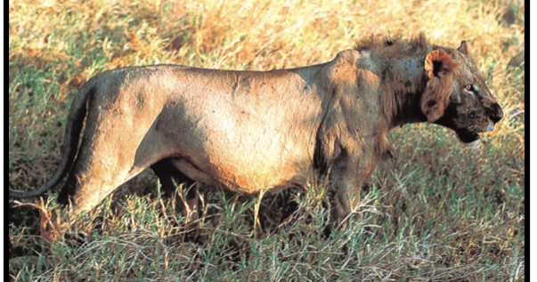 I Spy Animals: Lions Who Are Man-Eaters