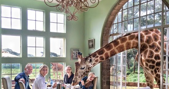 If You Invite a Giraffe to Breakfast….