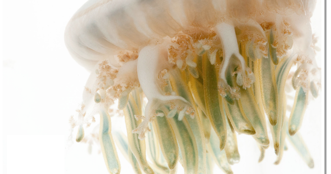 Jelly You'd Never Find in the Fridge
