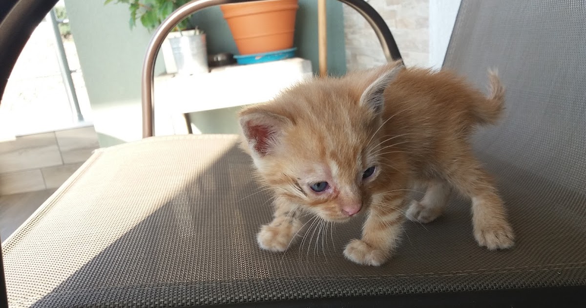 Kitten saved by young boys