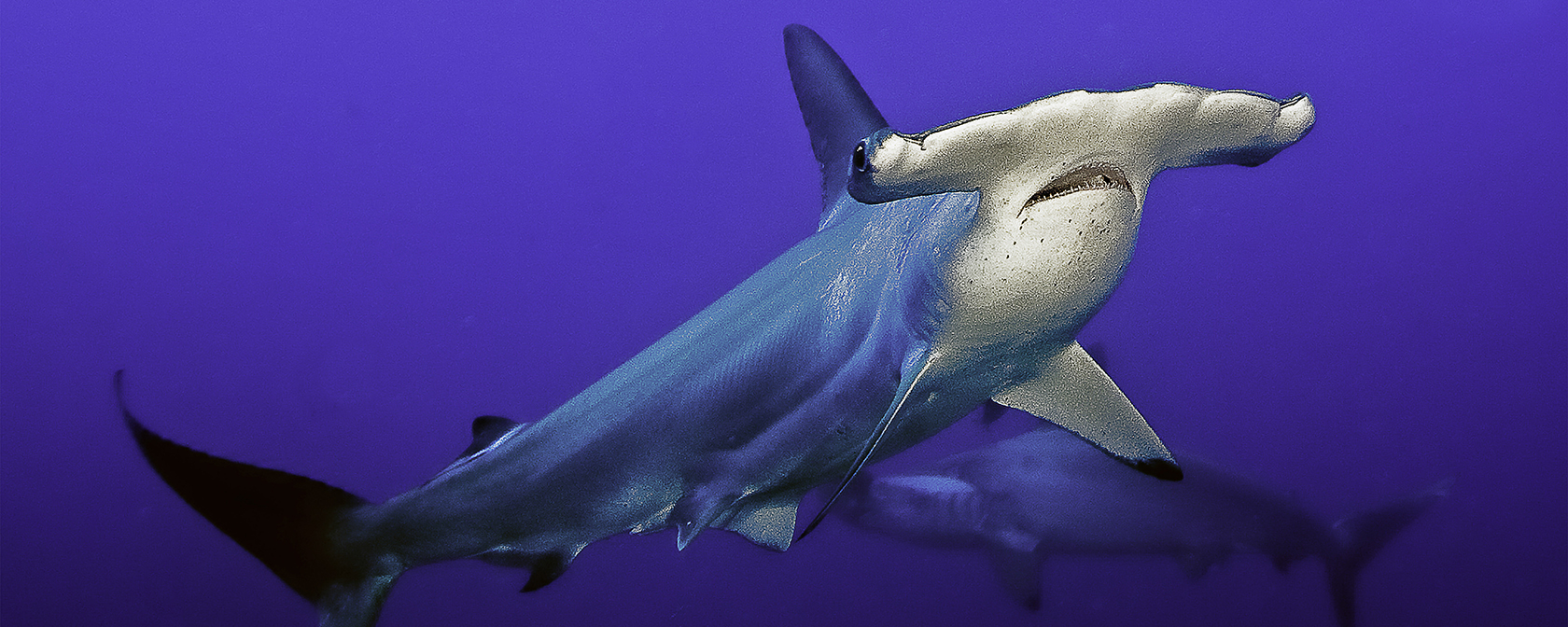 We’re honoring lawmakers for their efforts to save sharks and end the shark fin trade