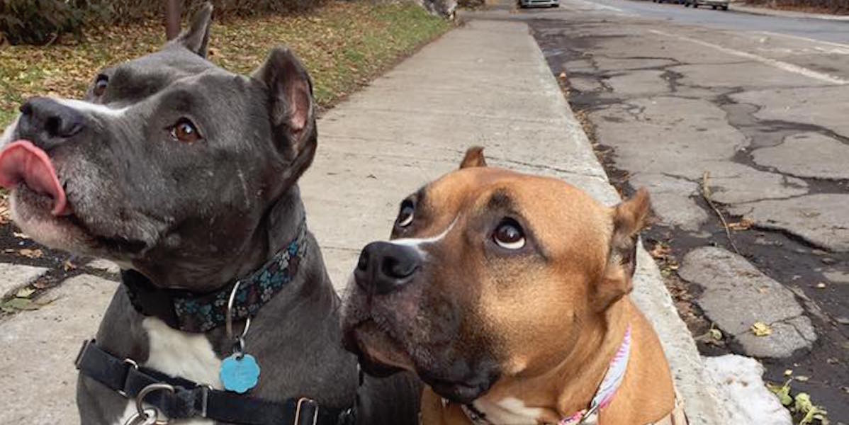 5 Things You Need to Know to Be a Better Advocate Against BSL