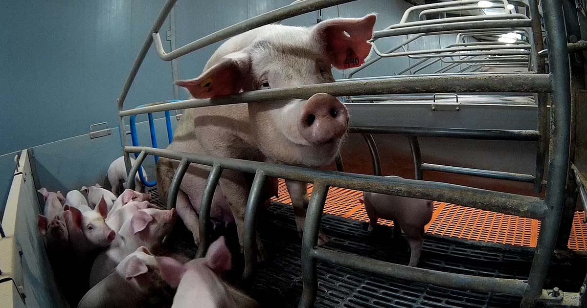 A Letter from Jane, An Animal Equality Undercover Investigator