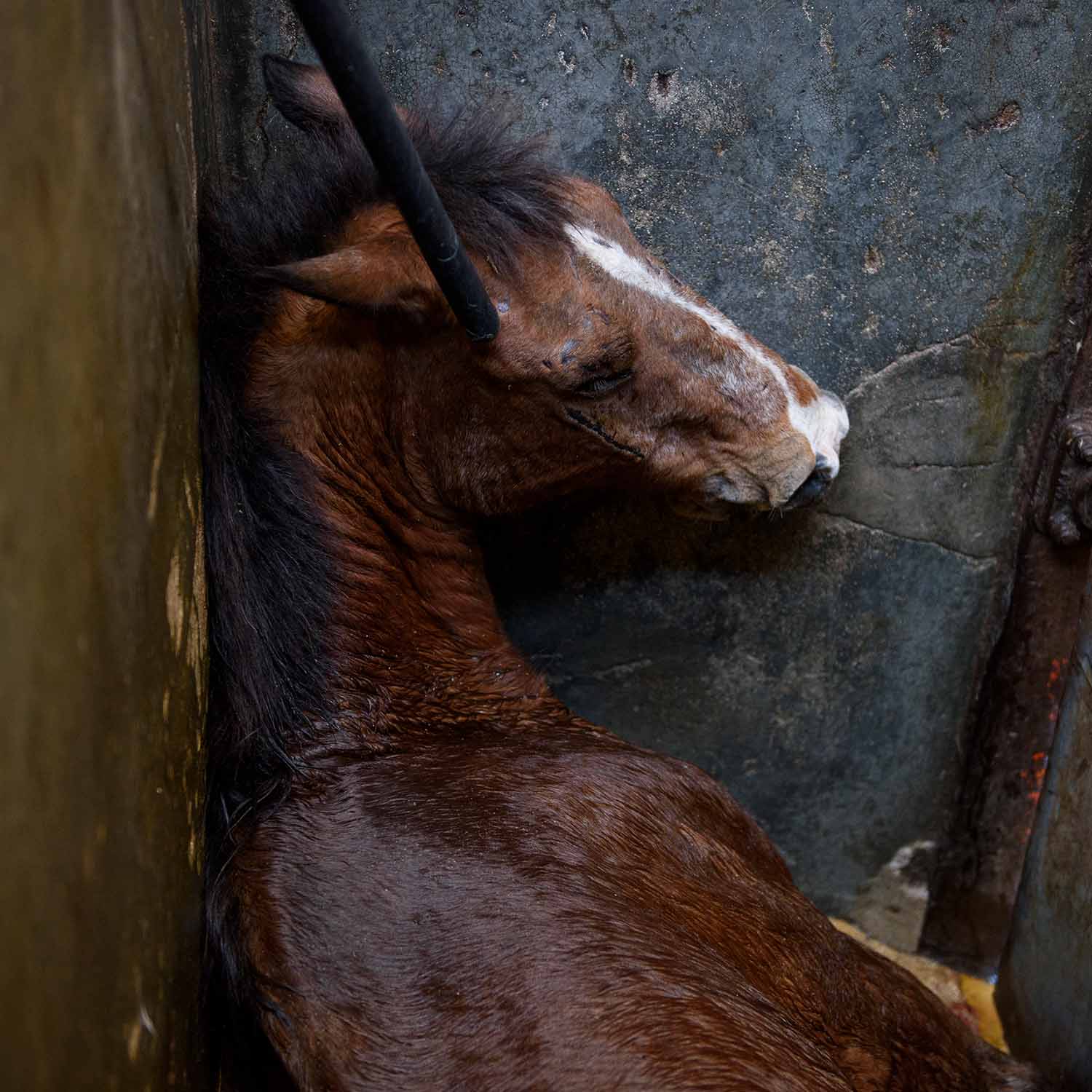 Animal Equality’s Campaign to End Horse Slaughter