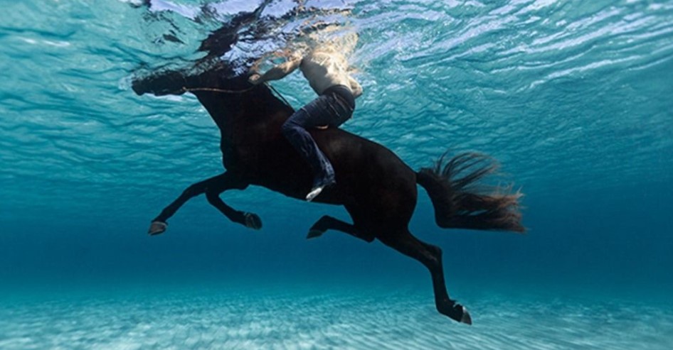 Can Horses Swim