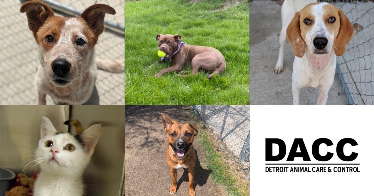 Detroit Pistons, Animal Care and Control hosting event to help dogs find homes