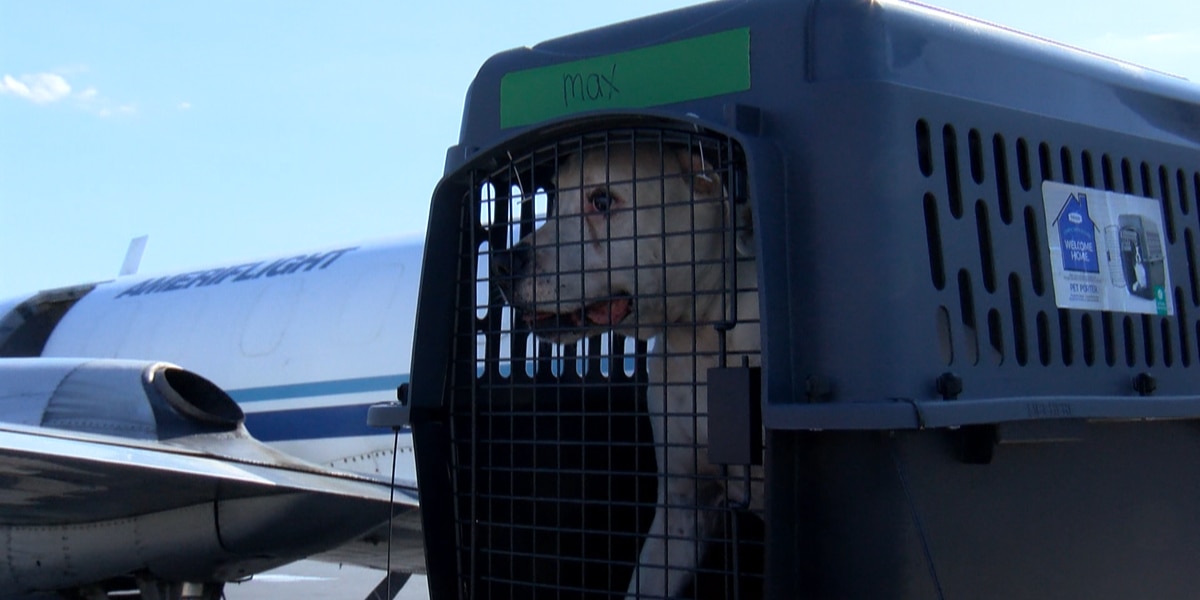 Dozens of Florida shelter animals arrive in Richmond following Hurricane Ian