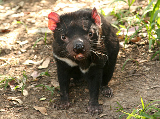 Featured Animal: Tasmanian Devil - Animal Fact Guide