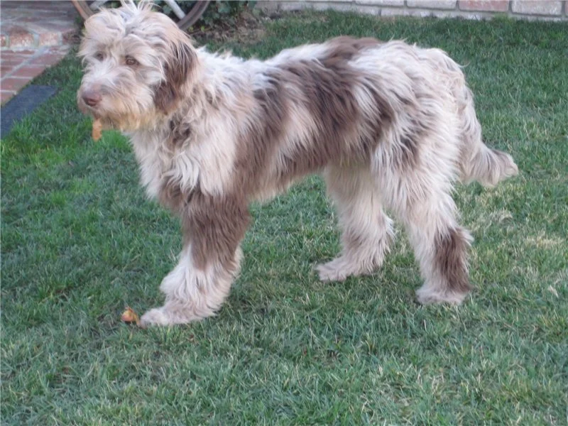 poodle and german shepherd mix