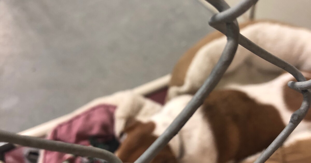 Heber Valley Animal Shelter no longer accepting pets surrendered by owners
