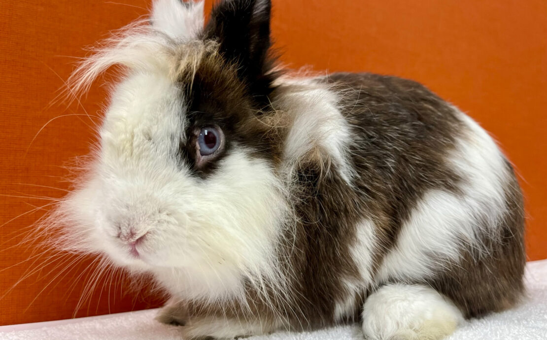 Hop On Over: SF Animal Shelter Filled to Brim With Bunnies, Dogs