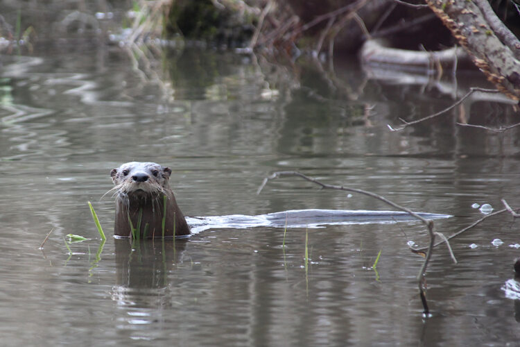 How to find the elusive animals | News, Sports, Jobs