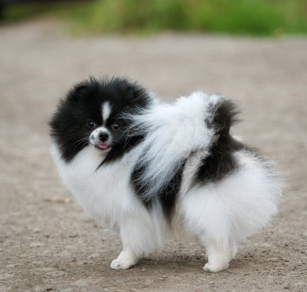 panda pomeranian for sale;