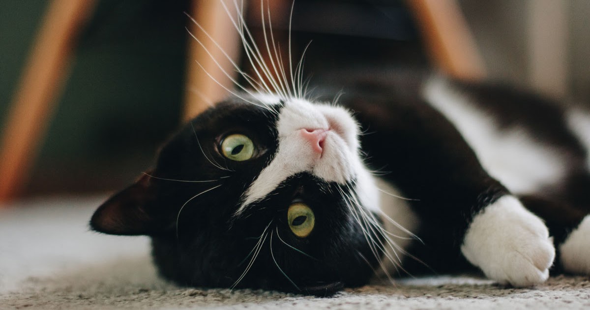 Is My Cat Happy?