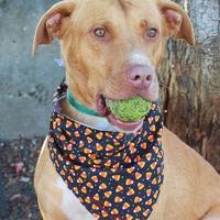 Jackson County Animal Shelter to host special dog adoption event | Local