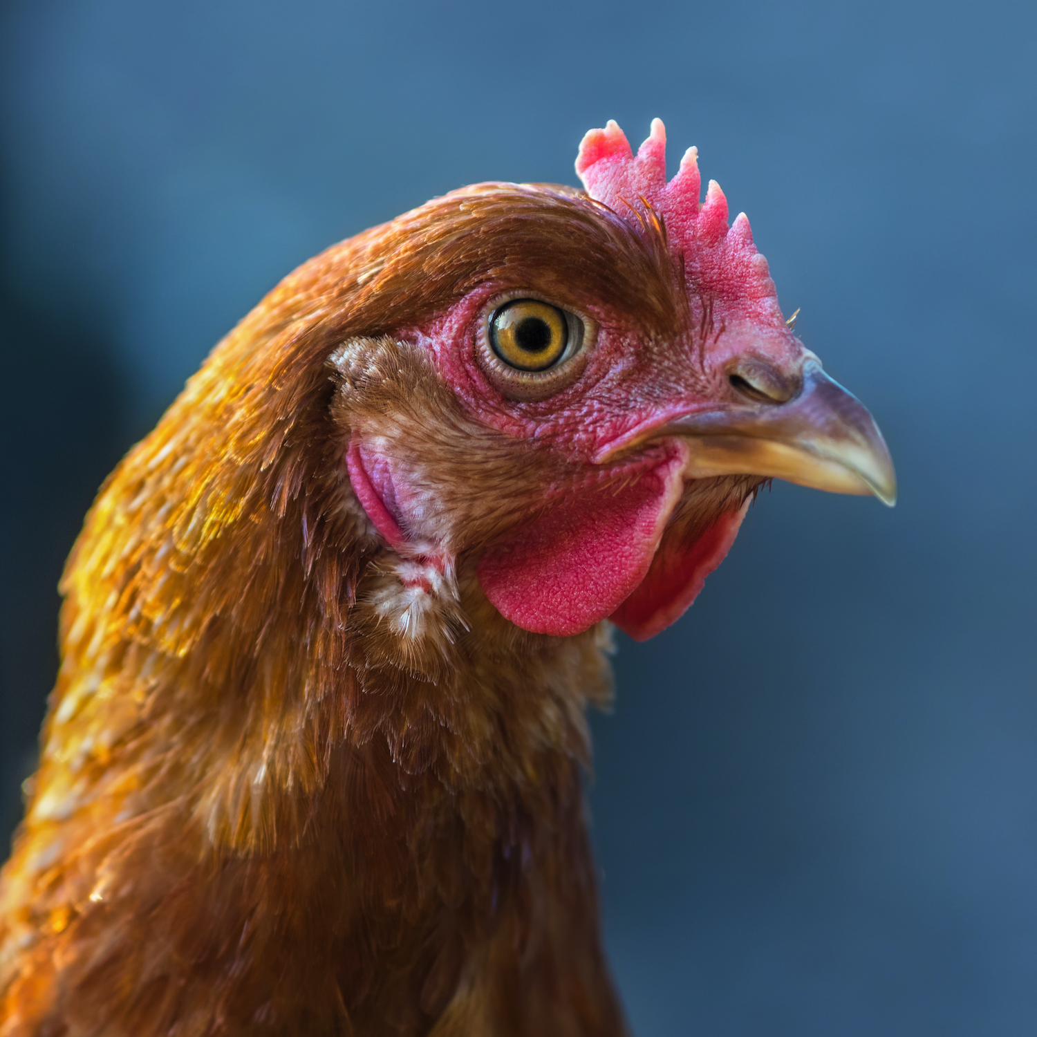 Japanese Restaurant Giant Bans Cages for Hens Worldwide