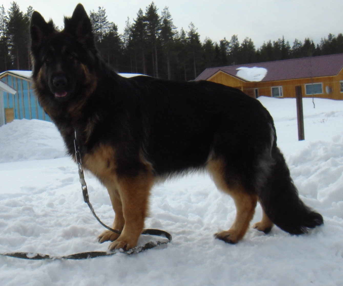 King Long Haired German Shepherd Full Profile 2022- Animals Home