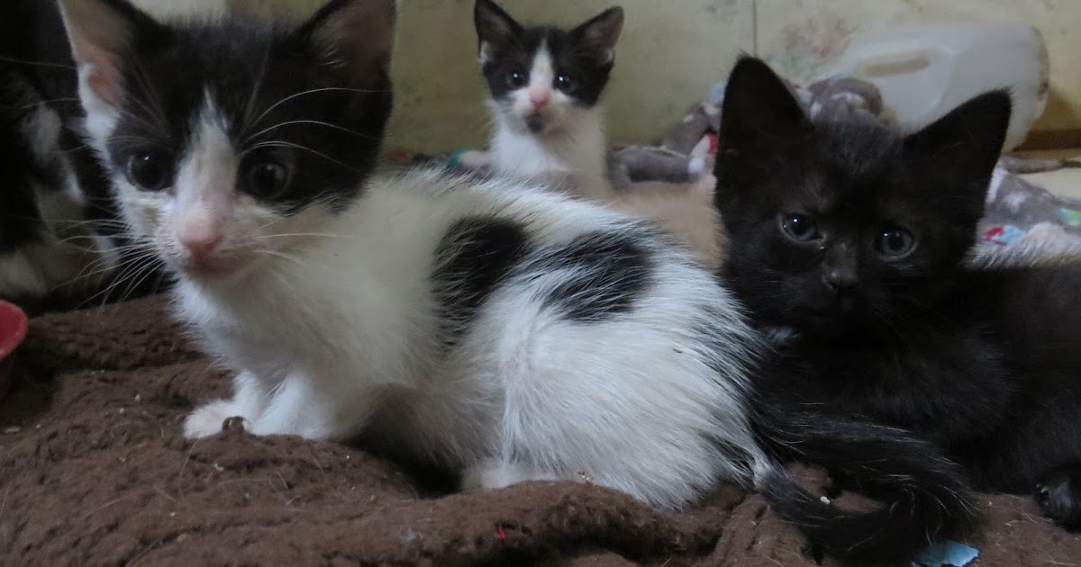 Kittens, I told a little fib about stopping the blog.